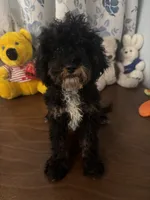 Danny, a male Havapoo for sale in Durham, CT – 3 of 10
