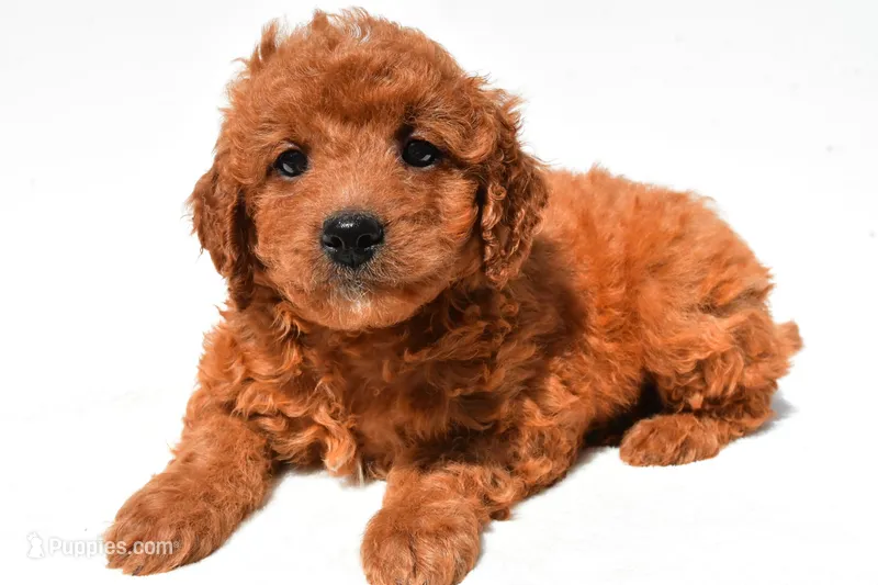 Fawn – Miniature Goldendoodle puppy for sale in Durham, CT
