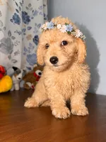 Sugar, a male Miniature Goldendoodle for sale in Durham, CT – 8 of 10
