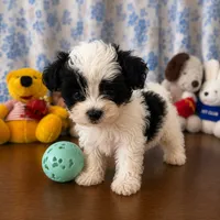 Joe , a male Morkie for sale in Durham, CT – 10 of 10