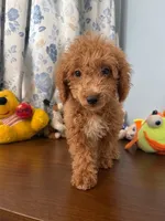 Manny, a male Havapoo for sale in Durham, CT – 6 of 10