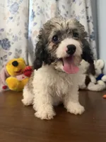 Bella , a female Cockapoo for sale in Durham, CT – 6 of 10