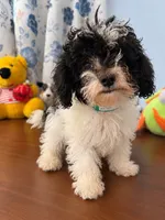 Jena, a female Bichpoo for sale in Durham, CT – 8 of 10