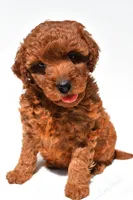 Fern, a female Miniature Goldendoodle for sale in Durham, CT – 7 of 10