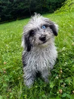 Lilly, a female Cavapoo for sale in Durham, CT – 9 of 10