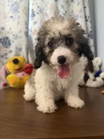 Bella , a female Cockapoo for sale in Durham, CT – 10 of 10