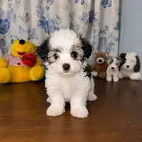 Willy , a male Morkie for sale in Durham, CT – 8 of 10
