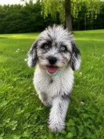 Lilly, a female Cavapoo for sale in Durham, CT – 8 of 10