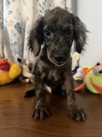 Bobby, a male Cockapoo for sale in Durham, CT – 5 of 10