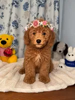Bailey , a male Miniature Goldendoodle for sale in Durham, CT – 2 of 10