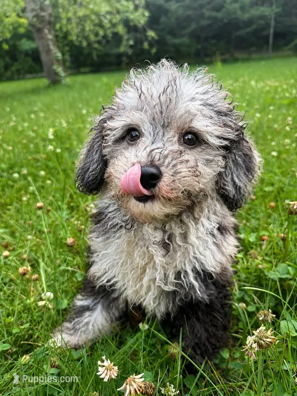 Joe – Cavapoo puppy for sale in Durham, CT