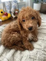 Manny, a male Havapoo for sale in Durham, CT – 4 of 10