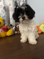 Moe , a male Bichpoo for sale in Durham, CT – 6 of 10