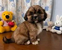 Storm , a male Lhasa Apso for sale in Durham, CT – 7 of 10