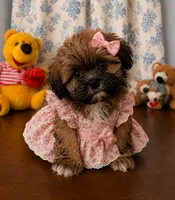 Cindy , a female Lhasa Apso for sale in Durham, CT – 4 of 10