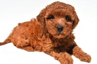 Fern, a female Miniature Goldendoodle for sale in Durham, CT – 4 of 10