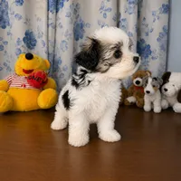 Willy , a male Morkie for sale in Durham, CT – 7 of 10