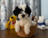 Lucy, a female Morkie for sale in Durham, CT – 8 of 10