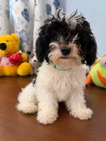 Jena, a female Bichpoo for sale in Durham, CT – 7 of 10