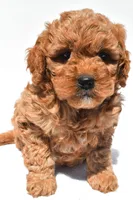 Ellie , a female Miniature Goldendoodle for sale in Durham, CT – 5 of 8