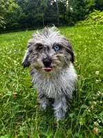 Lilly, a female Cavapoo for sale in Durham, CT – 10 of 10