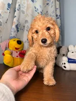 Bear, a male Miniature Goldendoodle for sale in Durham, CT – 3 of 10