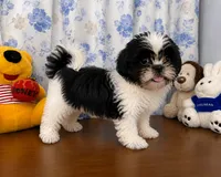 Bingo, a male Shih Tzu for sale in Durham, CT – 6 of 10