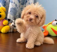 King, a male Bichpoo for sale in Durham, CT – 9 of 10
