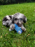 Lilly, a female Cavapoo for sale in Durham, CT – 8 of 10