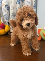 Lina, a female Havapoo for sale in Durham, CT – 7 of 10