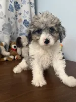 Bingo, a male Cockapoo for sale in Durham, CT – 4 of 10