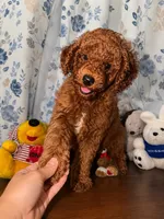 Brown, a male Poodle - Miniature  for sale in Durham, CT – 7 of 10