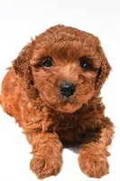 Fern, a female Miniature Goldendoodle for sale in Durham, CT – 10 of 10