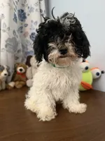 Moe , a male Bichpoo for sale in Durham, CT – 7 of 10
