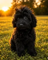 King, a male Cavapoo for sale in Durham, CT – 8 of 10