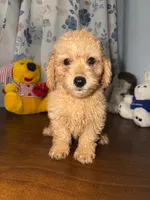 Sugar, a male Miniature Goldendoodle for sale in Durham, CT – 7 of 10