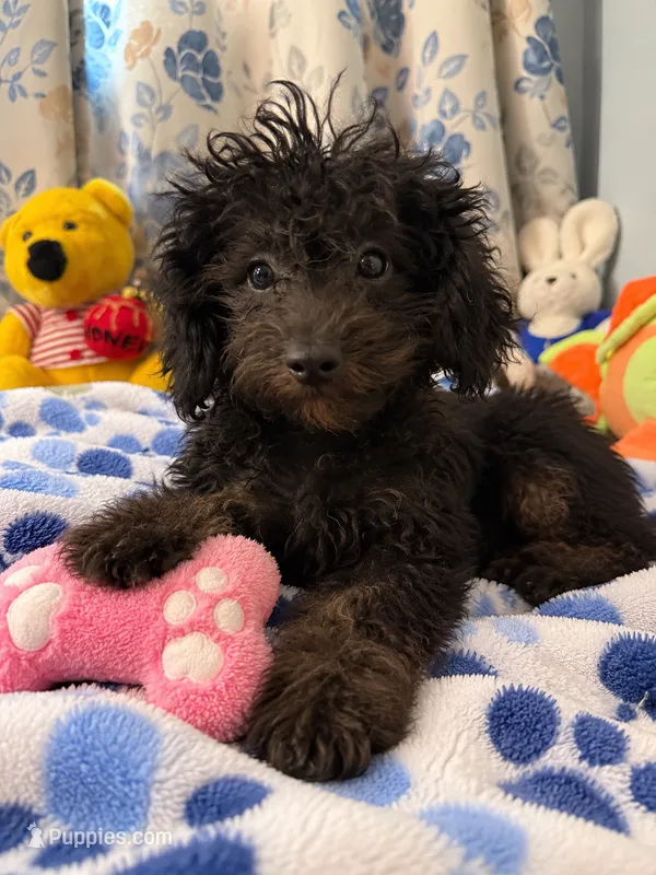 Lu – Yorkipoo puppy for sale in Durham, CT