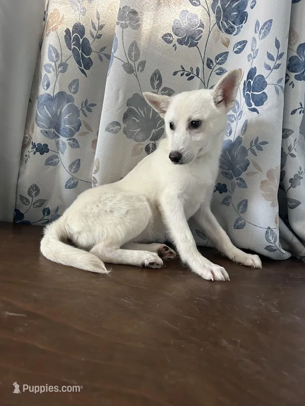 Lu – Alaskan Klee Kai puppy for sale in Durham, CT