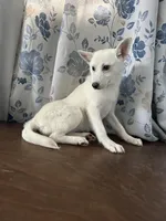 Lu, a female Alaskan Klee Kai for sale in Durham, CT – Photo 1 of 10