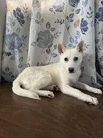 Lu, a female Alaskan Klee Kai for sale in Durham, CT – Photo 7 of 10