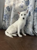 Lu, a female Alaskan Klee Kai for sale in Durham, CT – Photo 8 of 10