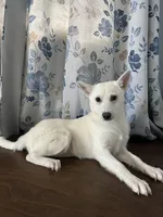 Lu, a female Alaskan Klee Kai for sale in Durham, CT – Photo 5 of 10