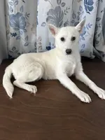 Lu, a female Alaskan Klee Kai for sale in Durham, CT – Photo 3 of 10