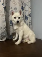 Lu, a female Alaskan Klee Kai for sale in Durham, CT – Photo 5 of 10