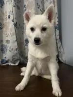 Lu, a female Alaskan Klee Kai for sale in Durham, CT – Photo 3 of 10