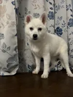 Lu, a female Alaskan Klee Kai for sale in Durham, CT – Photo 7 of 10