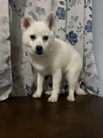 Lu, a female Alaskan Klee Kai for sale in Durham, CT – Photo 9 of 10