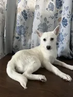 Lu, a female Alaskan Klee Kai for sale in Durham, CT – Photo 6 of 10