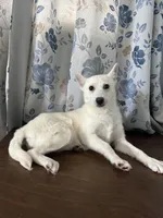 Lu, a female Alaskan Klee Kai for sale in Durham, CT – Photo 10 of 10