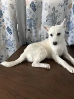 Lu, a female Alaskan Klee Kai for sale in Durham, CT – Photo 2 of 10